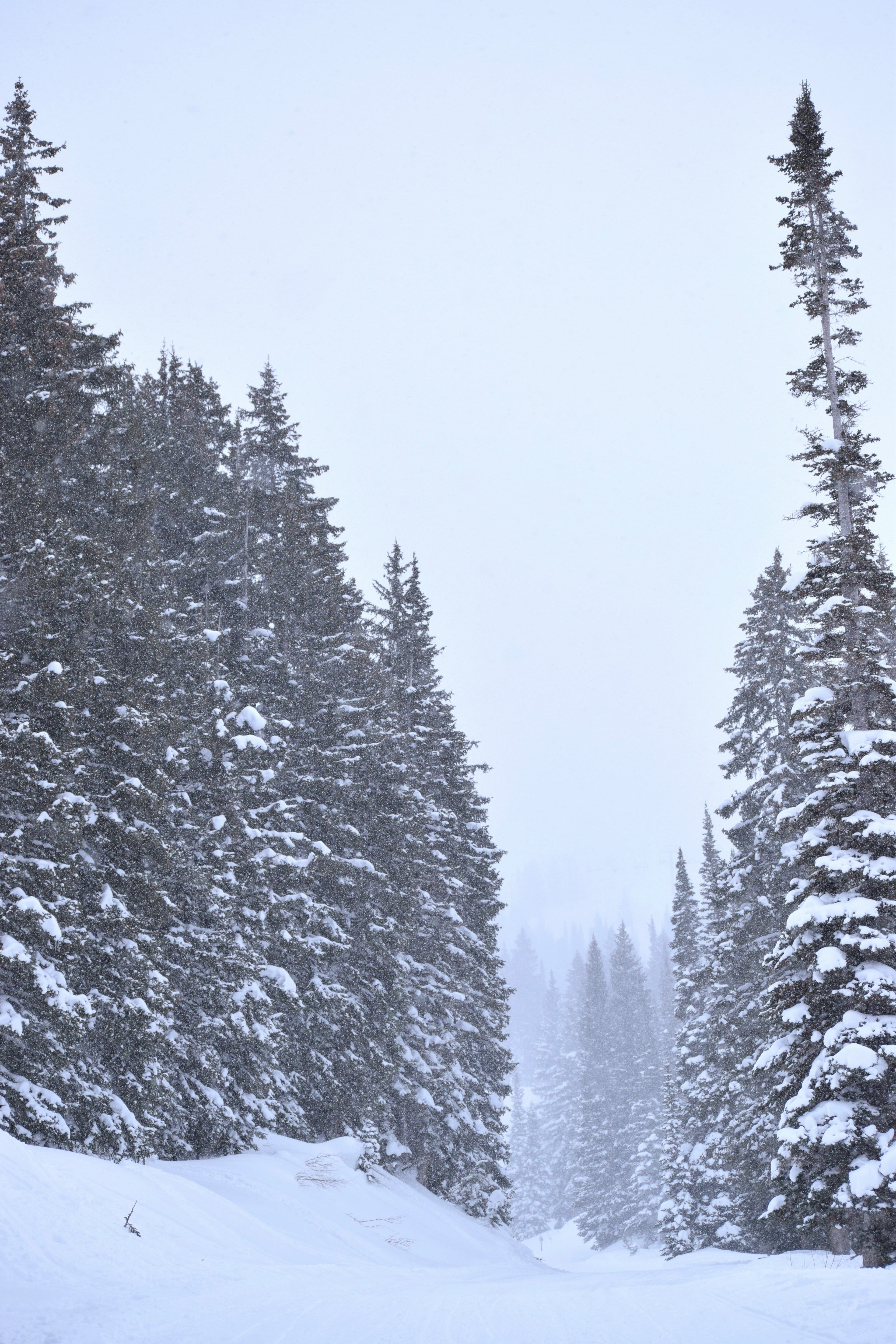 Snowbird photo 5