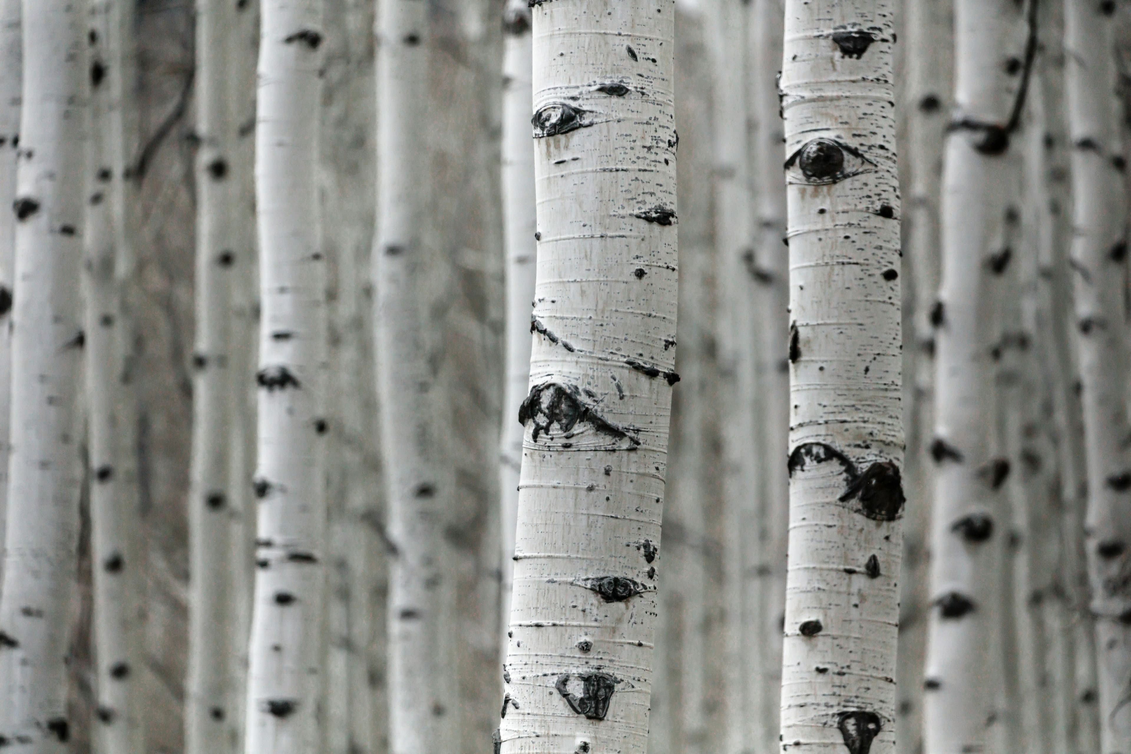 Aspen Mountain photo 5