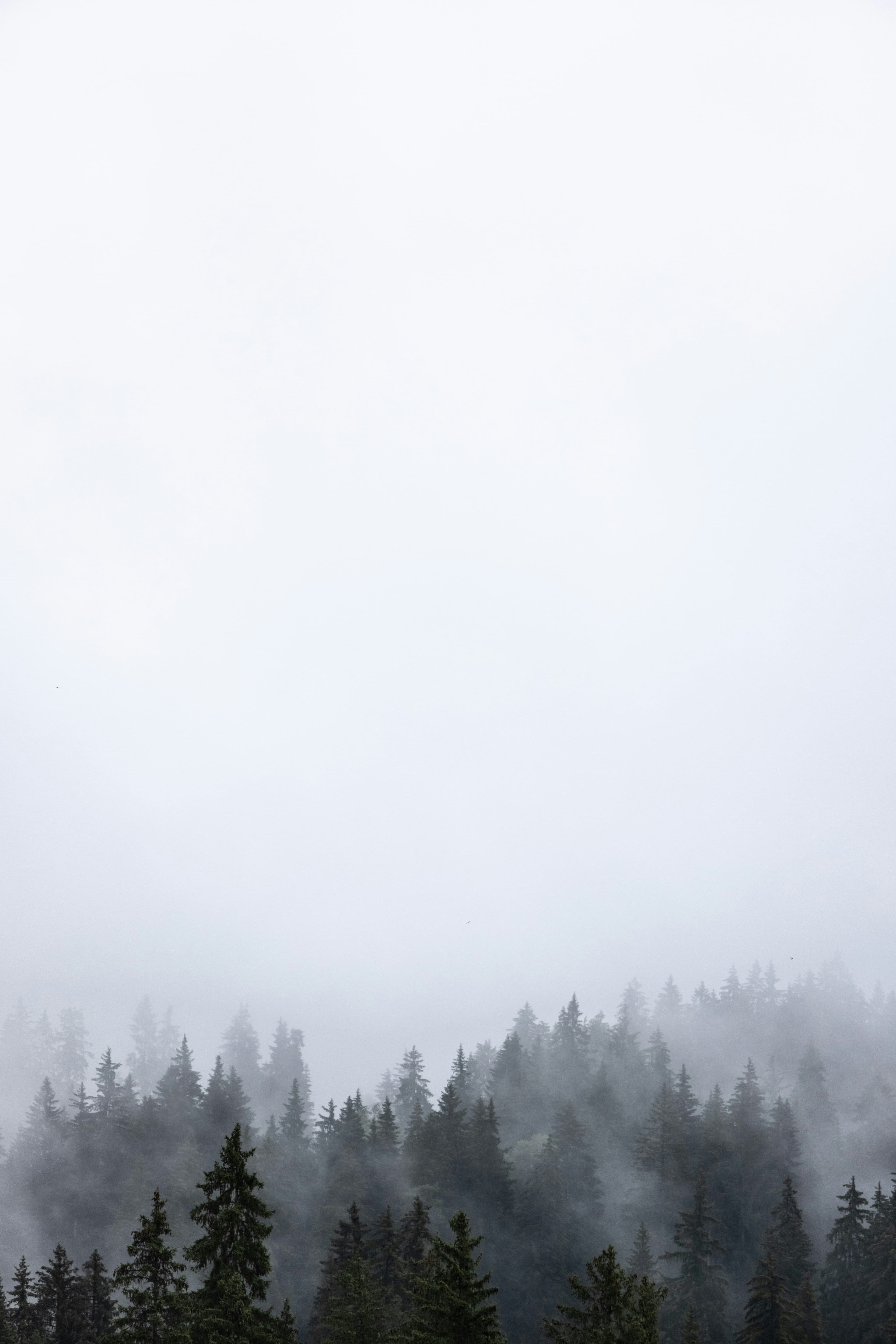 Laax photo 3