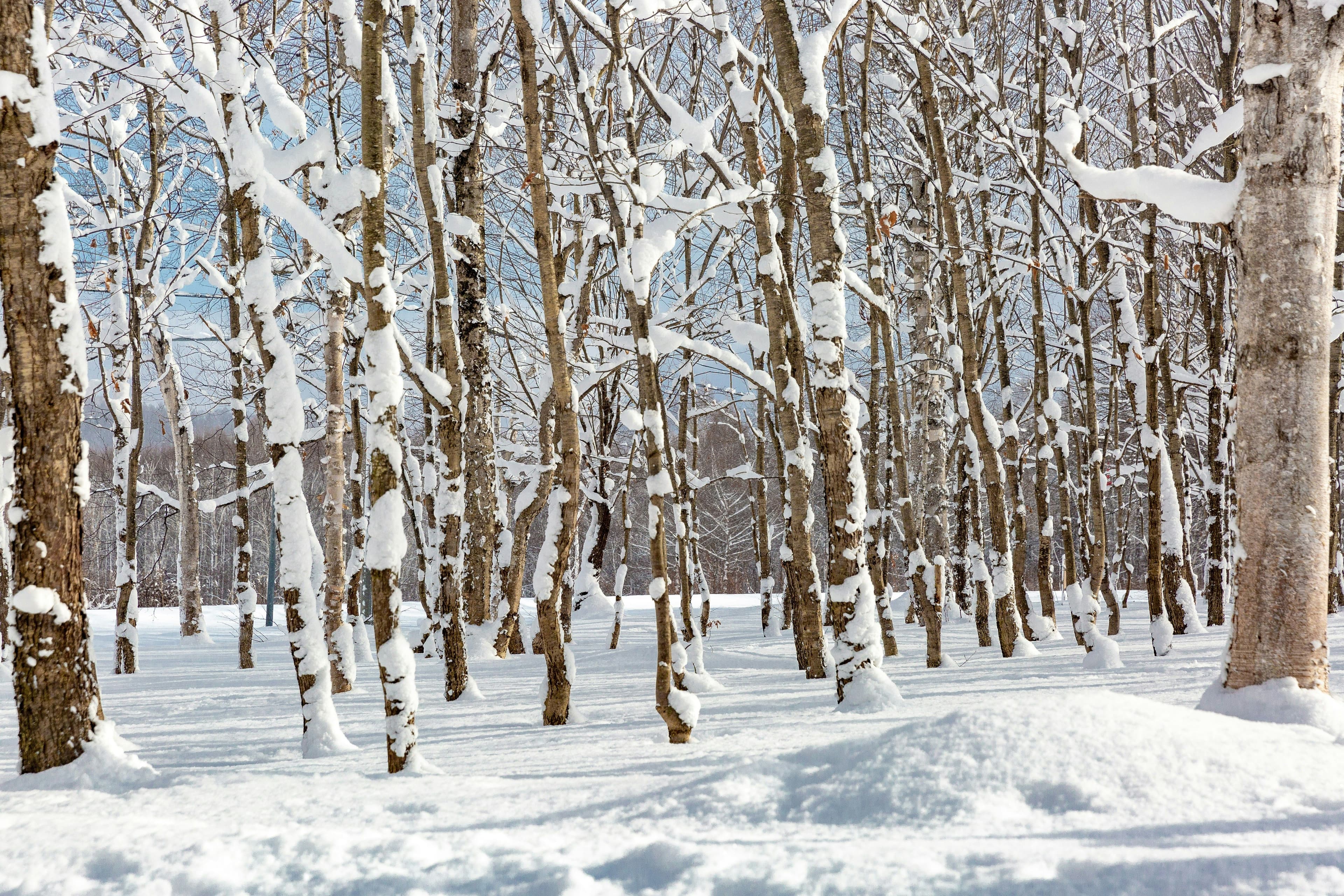 Niseko Moiwa