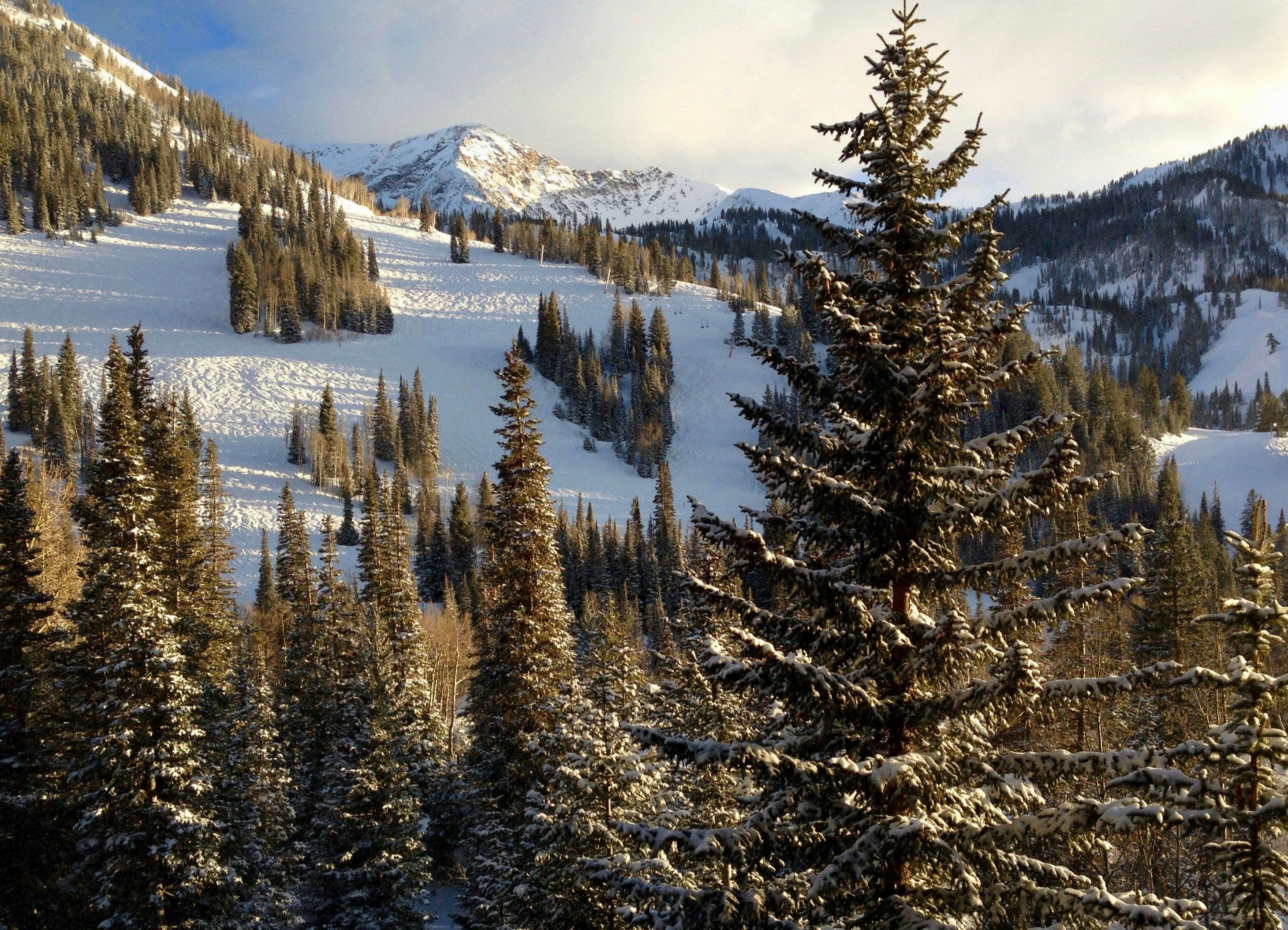 Snowbird photo 4