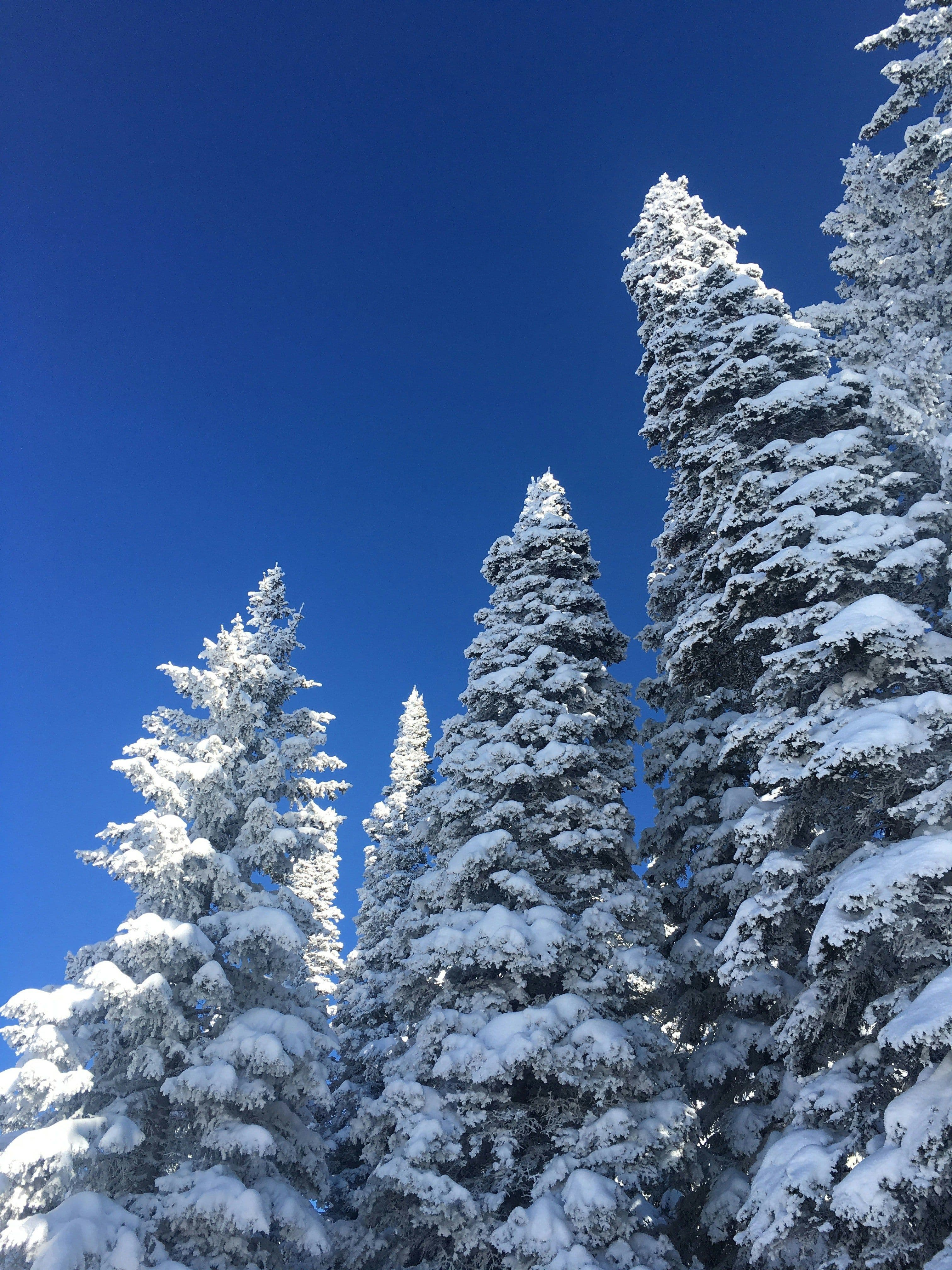 Steamboat Ski Resort photo 5